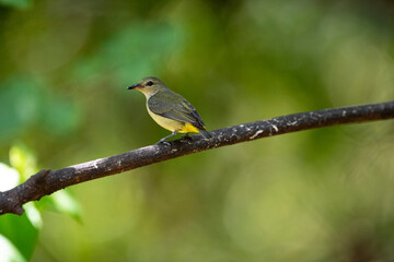 Fototapeta premium Orange - bellied Flowerpecker
