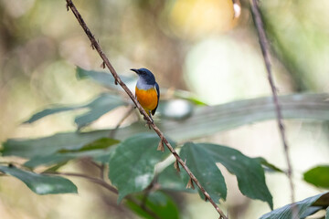 Orange - bellied Flowerpecker