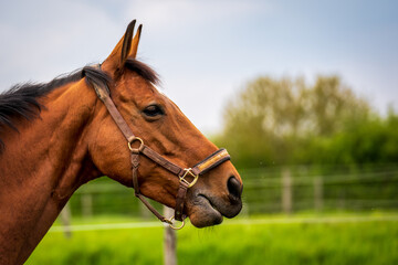 Obraz premium Brown horse in the pasture