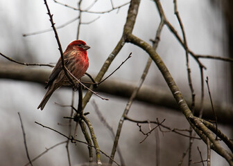 Male House Finch in the Woods