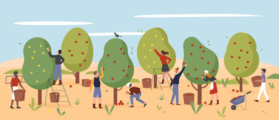 People work, farmers pick apples in autumn farm garden, agriculture workers harvesting