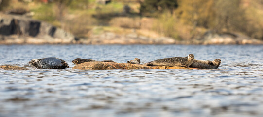 Harbors seals - Phoca vitulina - beached on rocks in Kristiansand, Norway
