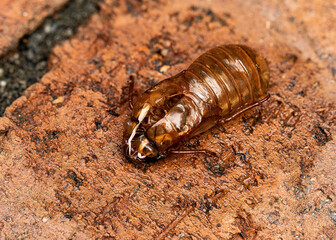 Empty Exoskeleton of Brood X Cicada