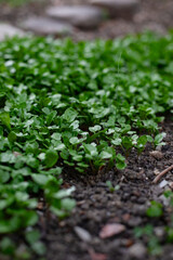 Baby salad in the garden!