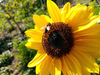 Sunflower and honeybee