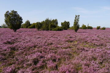 Fototapeta na wymiar Blühende Heide in der Lüneburger Heide