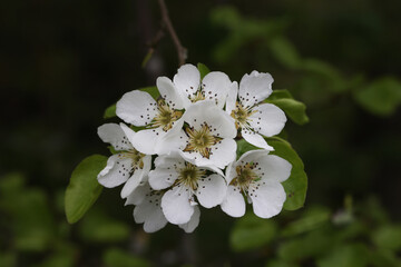 Flowers of the fruit trees on a spring day