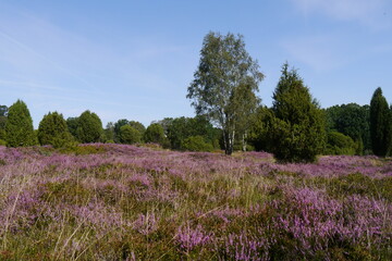 Blühende Heide in der Lüneburger Heide