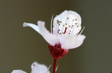 close-up of apple tree flower blossoms in spring 