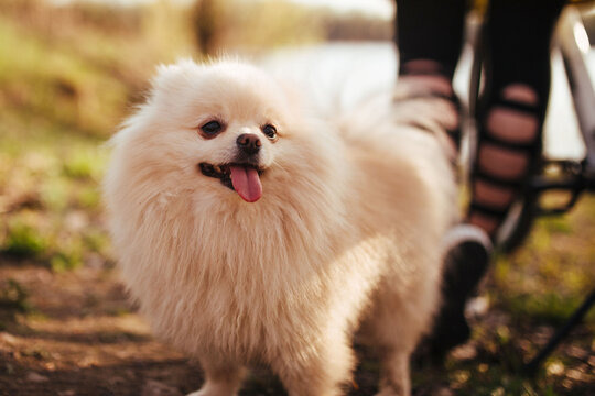 funny spitz in the yellow forest