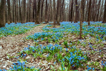 First spring flowers in the forest
