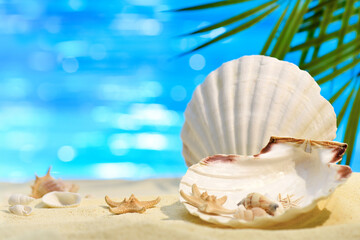 Pectinida Seashell, starfish and other saltwater clams on the white sand beach. Coastal landscape on a sunny day with seashells against the backdrop of blue water and palm leaves with copy space. 