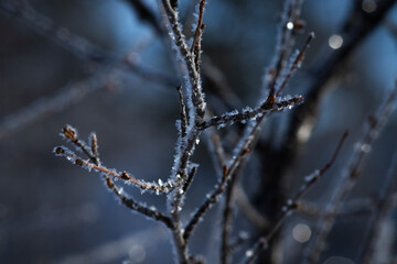 Frosty mornings