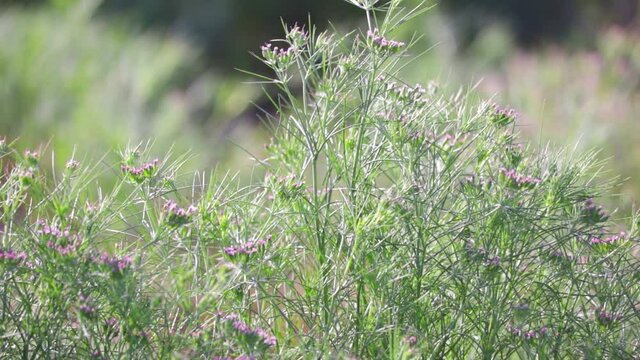 Most popular cumin seeds plant in indian farm or garden,unripped cumin crop dry plants,The most widely used spice is cumin or plant