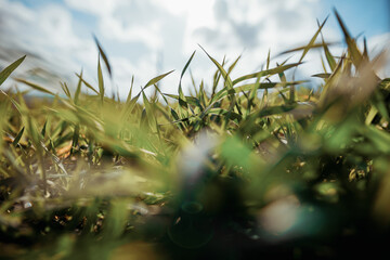 Close up of grass from a low angle with very shallow depth of field