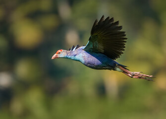 swamphen in flight