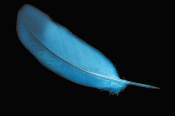 blue pigeon feather on black isolated background