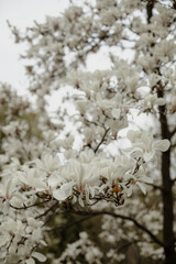 branches of a white magnolia tree. blooming white magnolia. fragrant petals of white magnolia in the park.