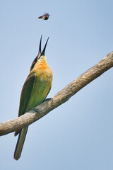 Bee eater tossing