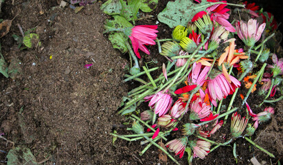 Close-up of cut leaves, flowers of gerbera pink, yellow and orange color, piled pile, mixed with...