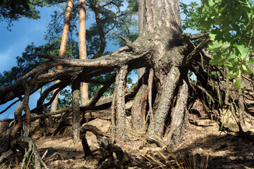 curled roots of pine trees in the forest 