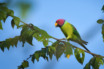 Plum parakeet feeding