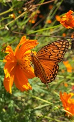 butterfly on flower