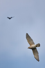 Eagle in flight