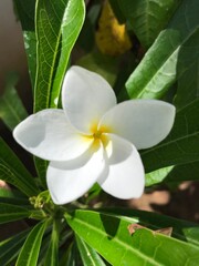 white frangipani flower