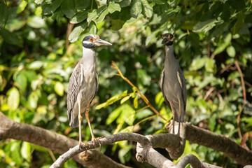 Fototapeta premium Two Yellow-Crowned Night Herons perching on a branch in daytime