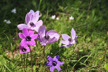 Closeup of colourful flowers in Greece in Spring