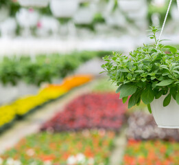 Flower farm in spring, blooming season and plant care for sale