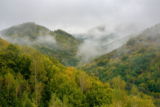 fog rising above the forest. moody nature background with cloudy sky. cold mist in the valley of carpathian countryside in early autumn. deciduous trees on steep hills. mysterious mountain landscape