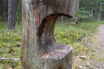 Fototapeta na wymiar Carved tree trunk in the forest in spring.