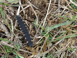 Close up of Glow Worm Larvae.