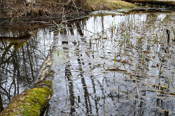 A tree trunk overgrown with moss that has fallen into a forest river.