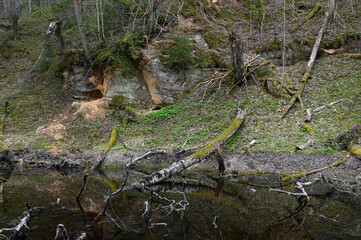 A small rock outcrop on a forest slope by a forest river with fallen trees.