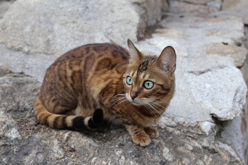 Naklejka na ściany i meble Exotic hybrid bengal cat in nature