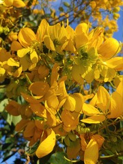 Flores Amarelas