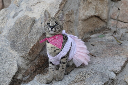 Girly Savannah Cat In Pink Tutu Dress 