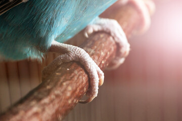 Paws with the claws of a budgie on a perch macro