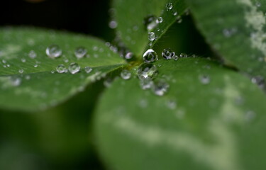 Regentropfen auf einem Kleeblatt