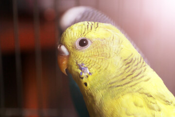 Yellow budgerigar, female, very close portrait