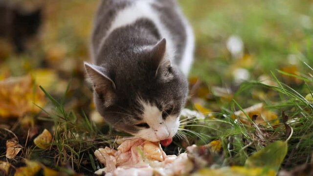 Adult gray white cat eats chicken skin outside. Homeless fluffy cat on the grass