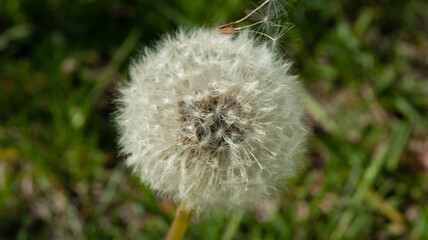 White dandelion, flower, seeds