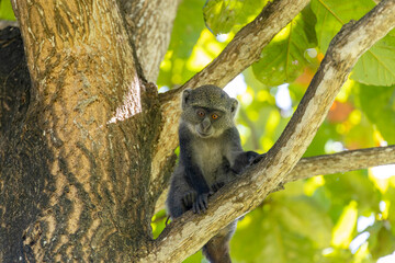 White-throated Monkey (cercopithecus albogularis) in a tree, Kenya, Africa