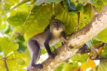White-throated Monkey (cercopithecus albogularis) in a tree, Kenya, Africa