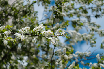 Blossoming apple orchard in spring. Ukraine, Europe.