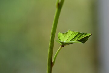 Close up of the green leave of a sweet potato against agreen blurred background