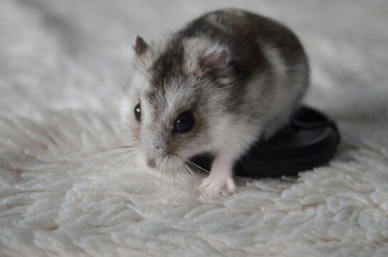 chomik